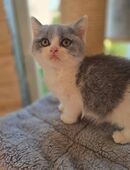 sehr verschmuste Britisch Kurzhaar Bärchen in 37318