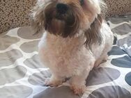 ❤️ Denis - ein Traum von Hund ❤️ - Overath