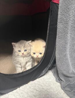 Katzenbabys - Schortens