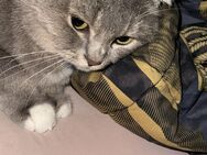 Katze Junge grau - Mainz