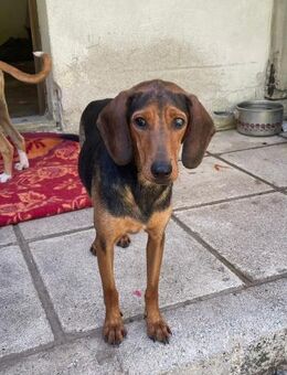 Dora sucht dringend ein zu Hause - Heppenheim (Bergstraße)