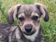Menschenbezogene Clio sucht Dich - Kallmünz