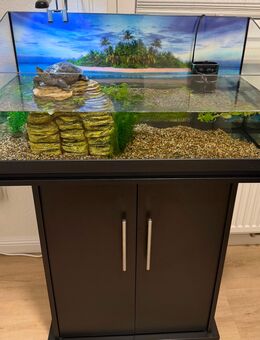 Сhinesische Dreikielschildkröte - Rheine