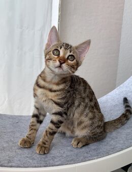 Bengalkatze im Braun-Tabby-Fell sucht ihre liebevolle Familie - Hamburg