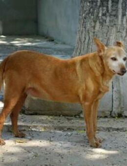 Colajet, ängstlich, ruhig - Kettershausen