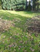 5 Korkenzieherhasel-Haselzweige-Deko-Volieren-45-120 - UNGESPRITZT ! in 24582