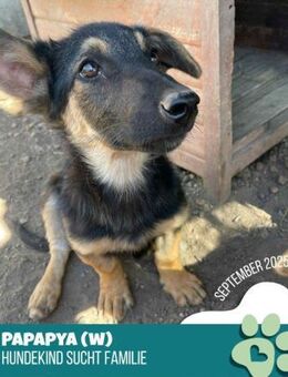 Papaya- neue Heimat in Sicht? - Nürnberg