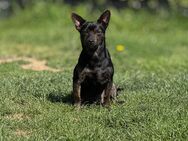 Jack Russel in liebevolle Hände abzugeben - Windeck