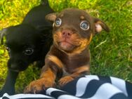 Chihuahua Mix Welpen - Schöningen