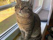BKH Golden Tabby - Hamburg