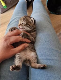 BKH/American shorthair mischlingskater milo - Chemnitz