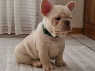 🐾 Französische Bulldoggen – Wunderschöne Welpen mit Top-Abstammung suchen ihr Traumzuhause! 🐾 - Espelkamp