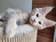 Reinrassige XXL Maine Coon Kitten - Bous