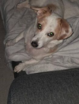 Kuschelige Bica❤️ sucht ihr Heim - Seggebruch