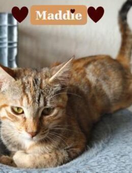 Maddie-Zarte Seele mit großem Herzen - Stein-Wingert