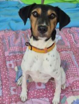 Malhadinha - kleine Wuselmaus ❤️ - Speyer