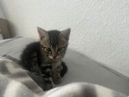 Verschmuste kitten zum abgeben - Florstadt Florstadt