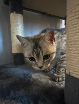 Britisch Kurzhaar - Hattingen