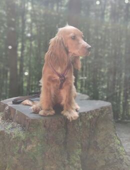 Junge Englisch Cocker Dame sucht ein neues Zuhause - Wuppertal
