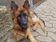 Schäferhundmix Welpen - Dettelbach Zentrum