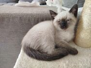BKH Kitten suchen ein liebes Zuhause - Viernheim