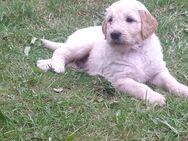 Goldendoodle Welpen - Stakendorf