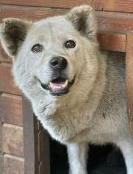 ALEXIS - Hundeomi sucht Einzelplatz ♥ - Duisburg