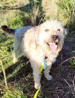 ein warmes Plätzchen für Strubbel*Jack* - Overath