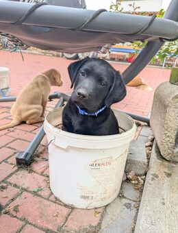 Labrador Welpen - Mihla