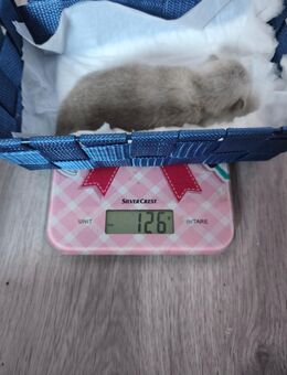 Süße kleine Britisch Kurzhaar suchen ab Mitte Januar ein zu Hause - Leer (Ostfriesland)