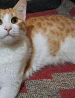 BRANDON (spielfreudig, sozial) - Köln