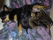 Noch 3 reinrassige chiuhuahua welpen rüden weibchen - Bad Kissingen