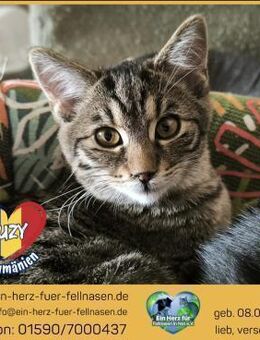 Suzy ist auf Körbchensuche! - Waakirchen