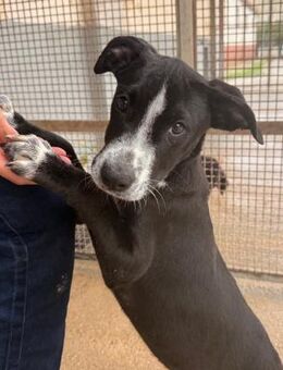 Seby, im städtischen Canile - Bad Vilbel