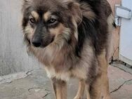 Elena - Schönheit sucht neues Zuhause - Blankenheim (Nordrhein-Westfalen)