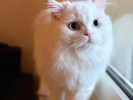Verkaufe schwerenherzens meinen britisch Langhaar Kater - Leipzig