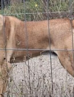 Creo sucht sein Traumzuhause - München