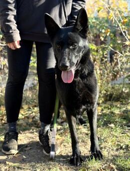 Elza - dringend Gnadenplatz gesucht!!! - Köln