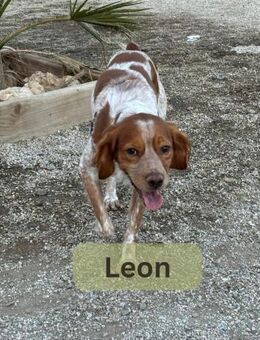 LEON, m., kastr., Breton, ca. 50 cm - Sipplingen