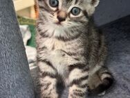 BKH EKH kitten 4 Stück - Göppingen