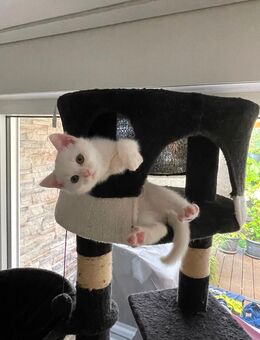 Zuckersüße British Shorthair Kitten (reinrassig) suchen ein liebevolles Zuhause! - Rheinbach