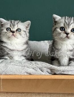 BKH Silver Tabby Babys mit exzellentem Stammbaum, EU-Pass, Termochip, Kotprobe, Gesundheitszeugnis u.v.m - Hamburg