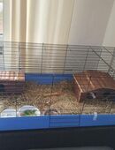 2 weibliche Meerschweinchen mit Kaefig Kiste zum verstauen und Zubehoer zu verkaufen. Und Transport Box gibts dazu Nur persoenliche Abholung Und Barzahlung bei Abholung Keine Lieferung moeglich in 73447