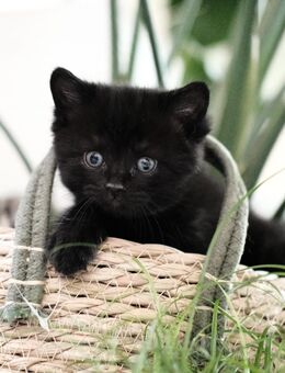süße EKH Kitten Geschwisterpaar - Meppen