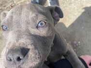 American Staffordshier Terrier Abzugeben - Nörvenich
