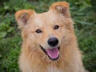 Hannes - toller Hund sucht Zuhause! - Duisburg
