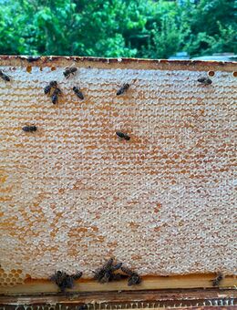 Honig, Waben Honig - Dortmund