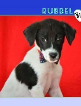 Rubbel - wünscht sich ein Zuhause! - Alfeld (Leine)