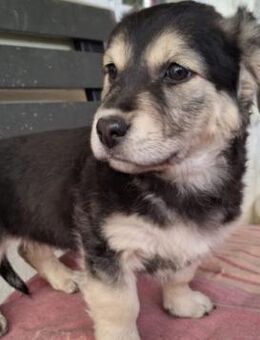 WELPE 12T - zauberhaftes Welpenmädchen - Kallmünz