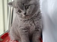 Wunderschöne reinrassige BKH Kitten mit STAMMBAUM - Bodenwöhr